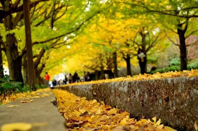 最美日本红叶季（日本的秋天不止有红叶还有这个）(10)