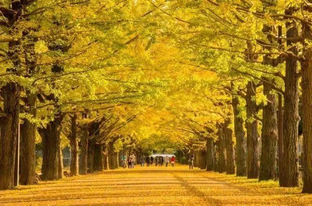 最美日本红叶季（日本的秋天不止有红叶还有这个）(9)