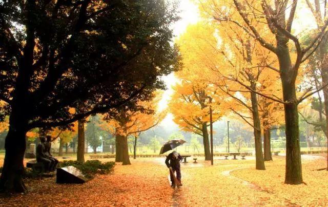 最美日本红叶季（日本的秋天不止有红叶还有这个）(14)