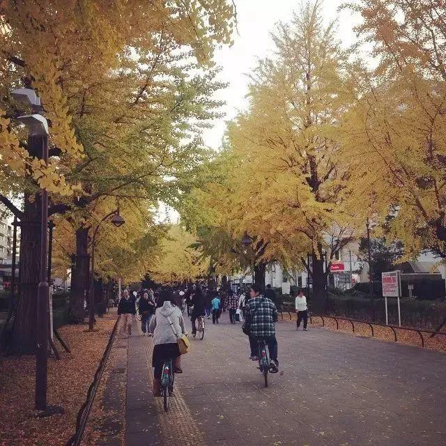 最美日本红叶季（日本的秋天不止有红叶还有这个）(13)