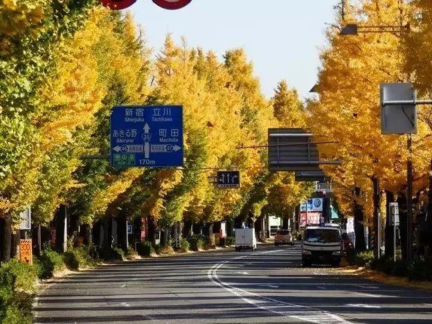 最美日本红叶季（日本的秋天不止有红叶还有这个）(15)