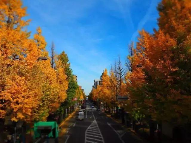 最美日本红叶季（日本的秋天不止有红叶还有这个）(16)