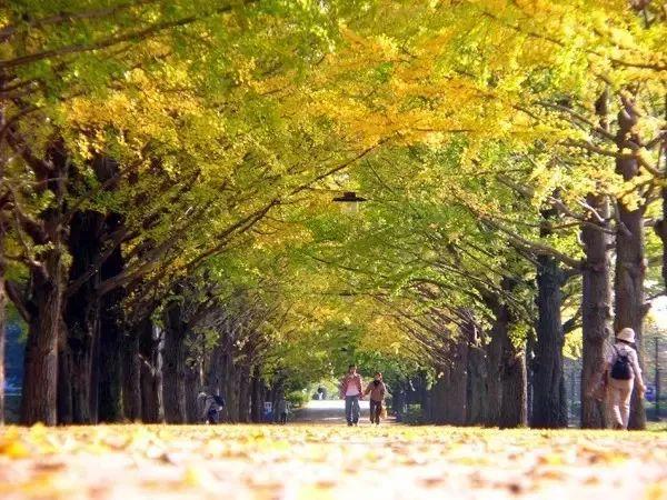 最美日本红叶季（日本的秋天不止有红叶还有这个）(24)