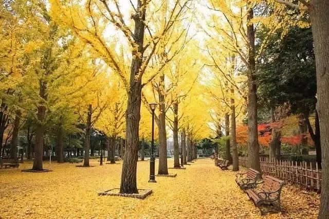 最美日本红叶季（日本的秋天不止有红叶还有这个）(36)