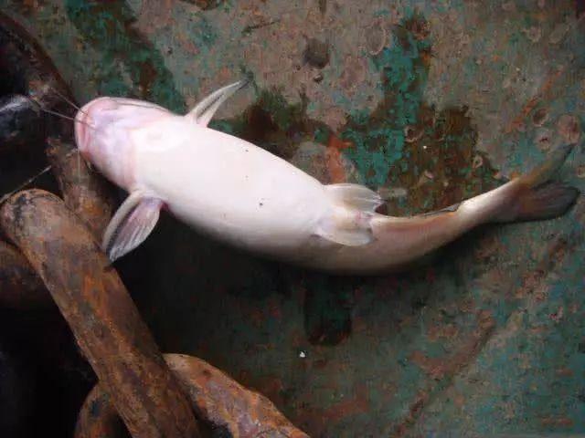 千岛湖石斑鱼头（苗条的身材细长的尾巴）(19)