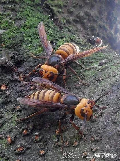 胡蜂与马蜂种类（胡蜂马蜂和黄蜂）(2)
