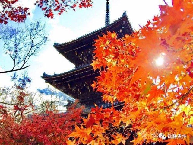 贵州省红叶最佳旅游地点（枫叶季旅游攻略发布）(7)