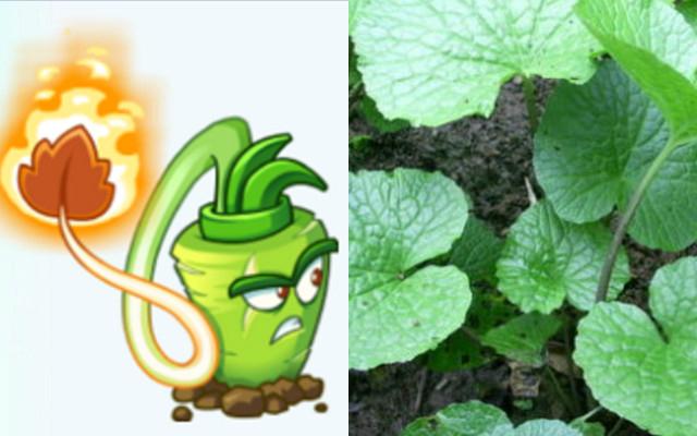 植物大战僵尸里面的10种最弱植物（植物大战僵尸那些你怎么也想不到的植物原型）(8)