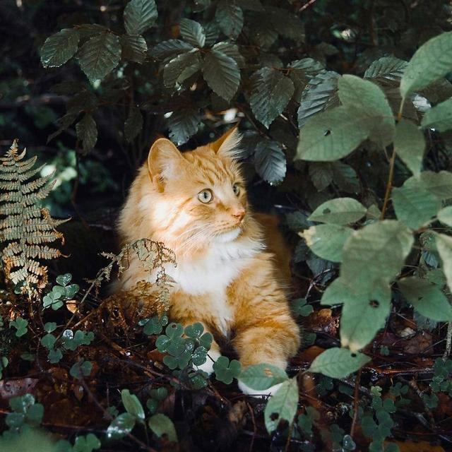 体型瘦长的橘猫（西伯利亚橘猫长卷尾大圆脸）(5)