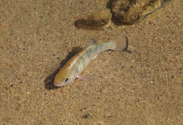 沙漠鱼为什么能够在沙漠里生存（与世隔绝近6万年）(3)