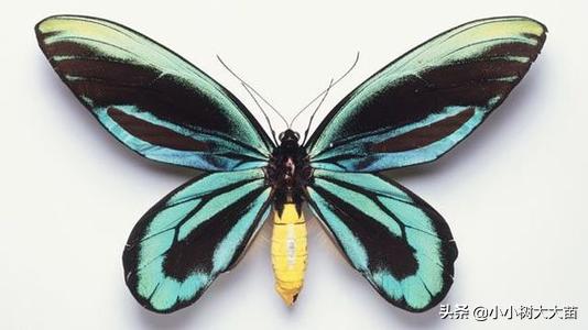 世界上最珍贵的10种蝴蝶（最贵的蝴蝶售价4万美元）
