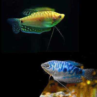 热带观赏鱼是怎么繁殖的（只要是夏天的水温一到）(5)