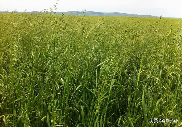 燕麦与小麦哪个产量高（草料兼用作物-燕麦）(2)