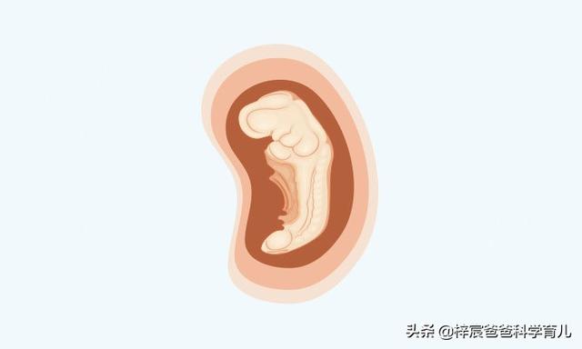 怀孕十个月胎儿身体变化（孕妇和胎儿每天都会发生着变化）(3)