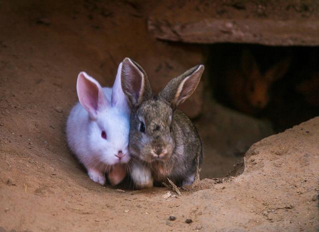 养殖家兔需要什么样的技术和方法（家兔地窝式养殖的管理要点）(2)