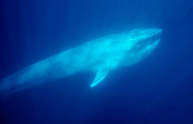 史前巨鲸大小长度对比 超大长须鲸尸体被发现(4)