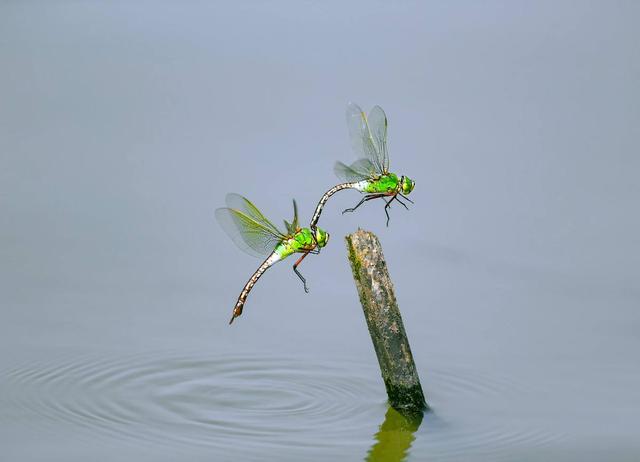 蜻蜓为什么要点水看完恍然大悟（蜻蜓为什么要用尾巴点水）
