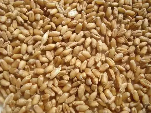 今年种什么品种小麦最好（今年小麦种什么品种好呢）