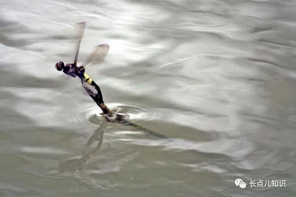 蜻蜓为什么能平衡（蜻蜓为什么要点水）(2)