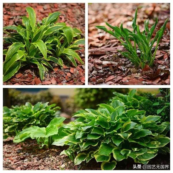 这8种耐阴植物，营造阴生植物花境，也是一个不错的选择（营造阴生植物花境）(3)