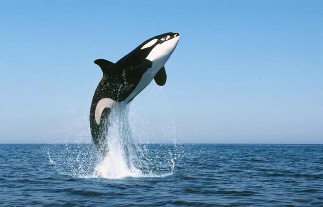 虎鲸不能圈养（被圈养42年的虎鲸自残求解脱）(2)