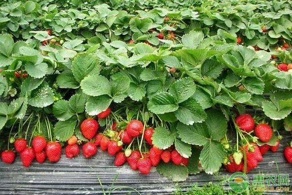种植草莓没有蜜蜂授粉怎么办（如何促进草莓花期授粉）(1)