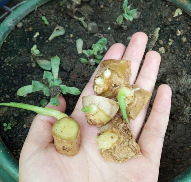 种植生姜的施肥方法（阳台种菜先选生姜）(2)