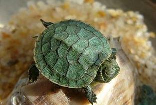 巴西龟到底在哪里可以放生（放生的巴西龟在野外泛滥成灾）(2)