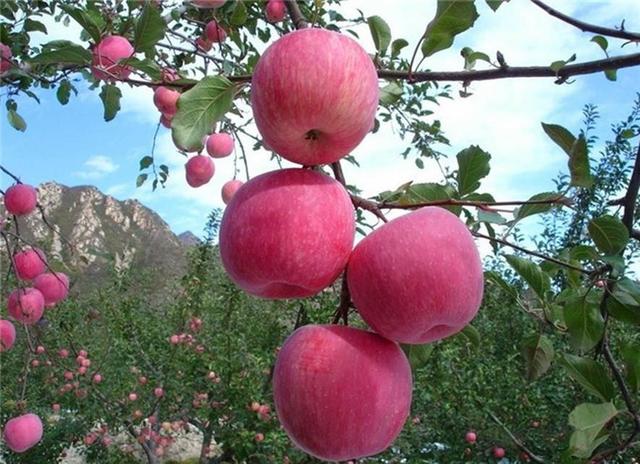 山里的果子有哪些品种（百种果子简介四）(24)