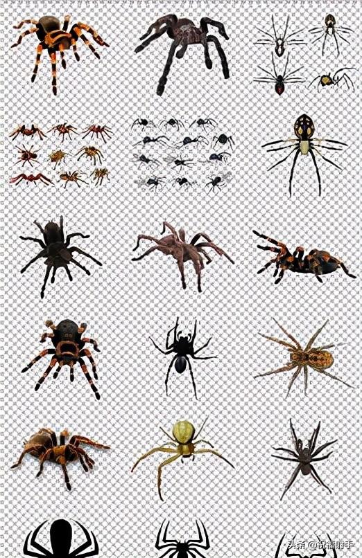 怎么区分蜘蛛是否有毒（从了解蜘蛛的习性开始）(5)