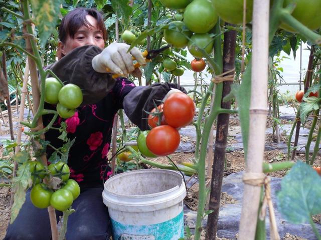 西红柿几月份种植最好（西红柿的种植技术及管理方法）(1)