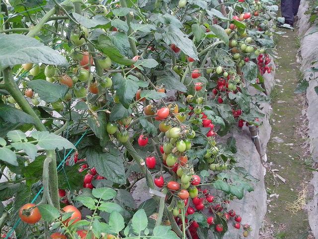西红柿几月份种植最好（西红柿的种植技术及管理方法）(2)
