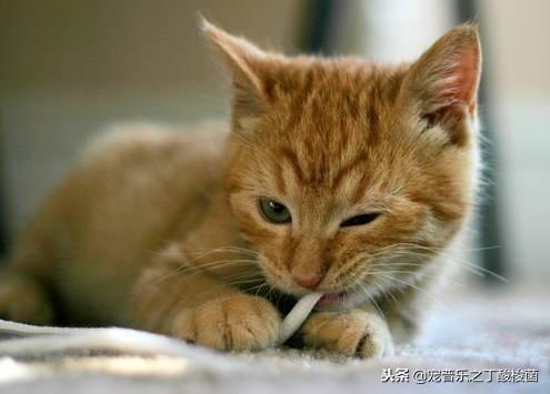 猫咪应激呕吐可以吃益生菌吗（猫咪的玻璃胃如何调理）(4)