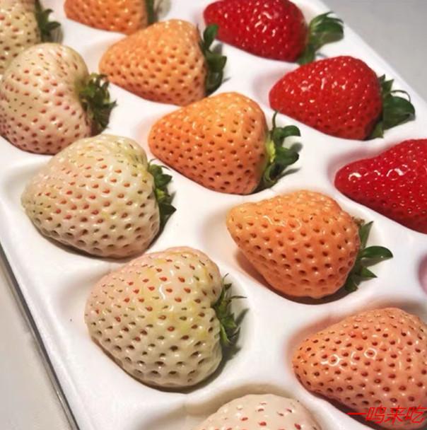 冻干草莓什么牌子的好吃（三色草莓白宝石草莓）(2)