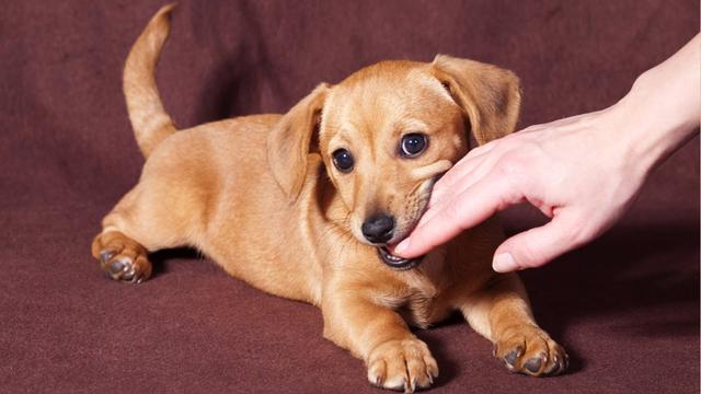 怎样纠正狗狗从小咬手的习惯（狗狗把主人的手当咬胶怎么办）(3)