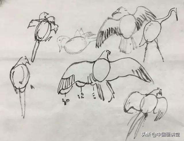 100幅钢笔鸟的画法内附绘画步骤（寥寥几笔就能画出一个活灵活现的鸟儿）(19)