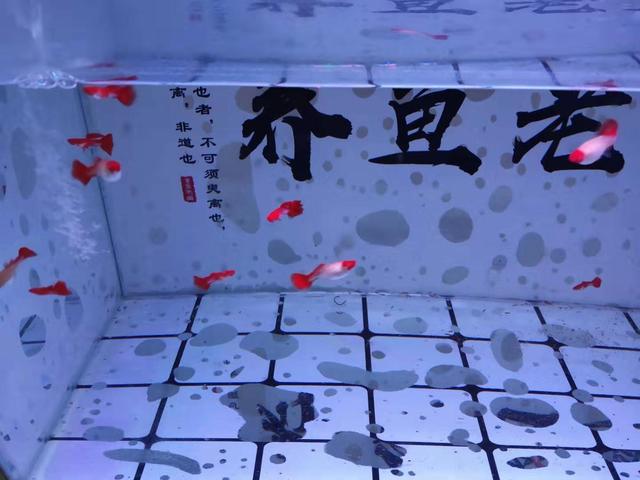 鱼缸开缸两三个星期长了好多褐藻（为什么没养鱼的鱼缸里全都是褐藻）(4)