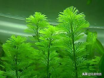 日本绿球藻水草（水草系列金鱼藻）(1)