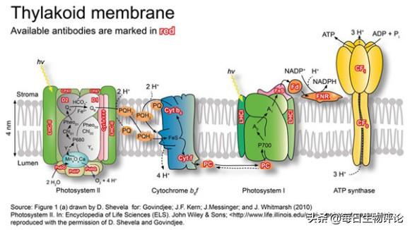 光合作用酶是什么（光合作用研究ATP合酶是什么）