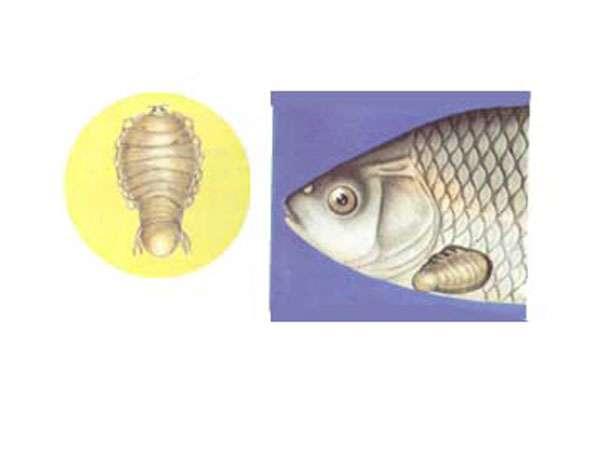 常见的十种鱼（4种鱼类身上常见的）(5)