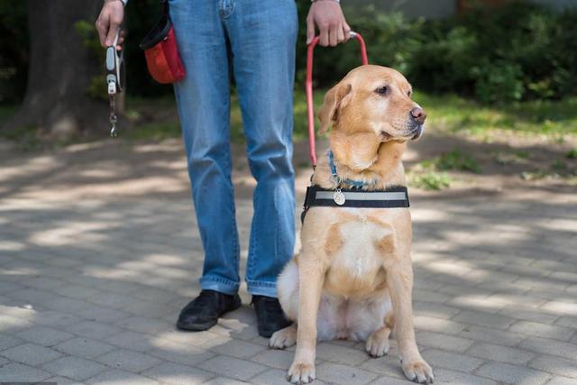 导盲犬被允许乘坐公交地铁（拒绝导盲犬乘地铁）(3)