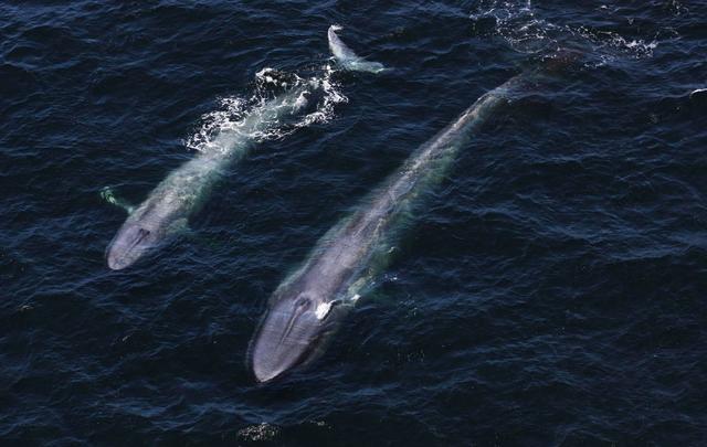濒危物种鲸（物种百科蓝鲸）(4)