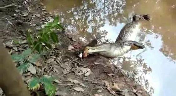 食人鱼和鳄鱼分布在一个区域吗（亚马逊河横着走的顶级杀手）(8)