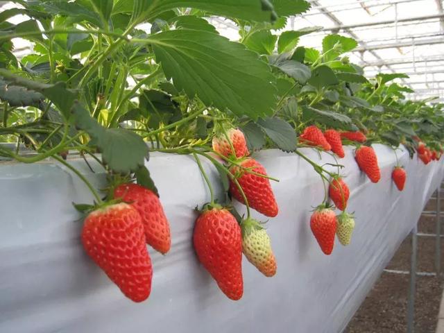 草莓品种那么多怎么选择（草莓不知道选什么品种）(2)