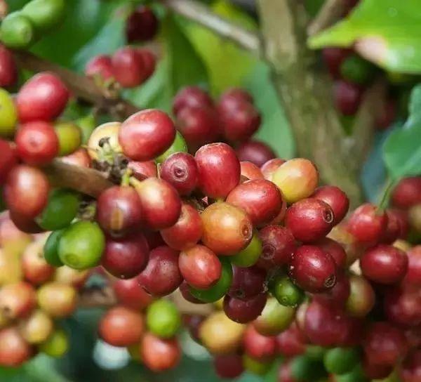 咖啡豆的种类及特点（咖啡豆的品种及口感）(4)