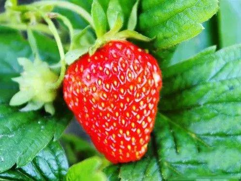 草莓品种那么多怎么选择（草莓不知道选什么品种）(9)
