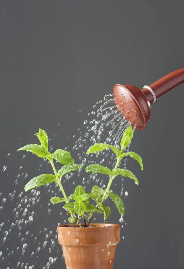 植物浇水浇什么水好（长期给植物浇自来水）(2)
