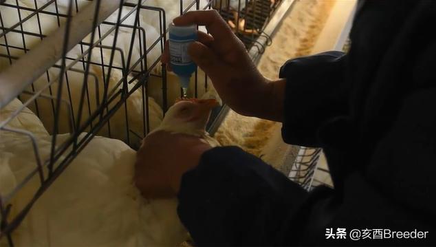 家禽养殖的疫苗有哪些（家禽免疫接种技术）(6)