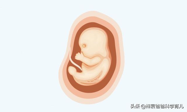 怀孕十个月胎儿身体变化（孕妇和胎儿每天都会发生着变化）(4)