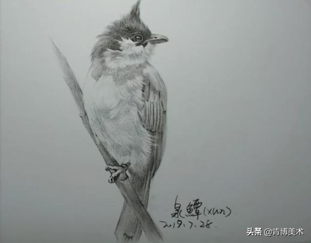 素描教程小鸟的画法步骤（新手入门必学素描小鸟）(6)